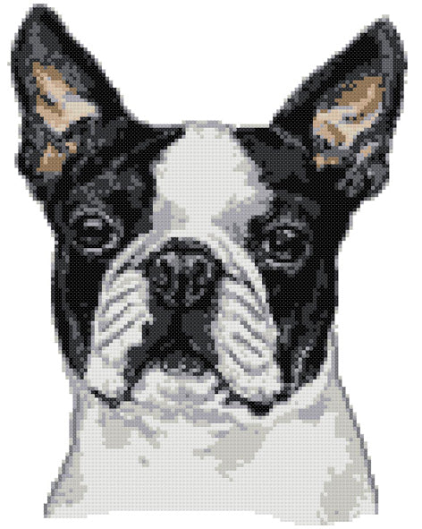 Black and white Boston Terrier (v3) cross stitch kit