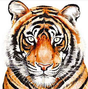 Tiger cross stitch kits