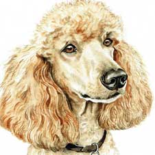 Poodle cross stitch kits