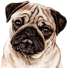 Pug cross stitch kits