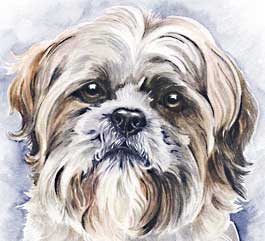 Shih Tzu cross stitch kits