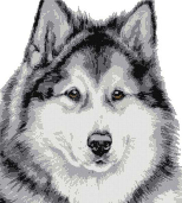 Alaskan Malamute (v2) cross stitch kit
