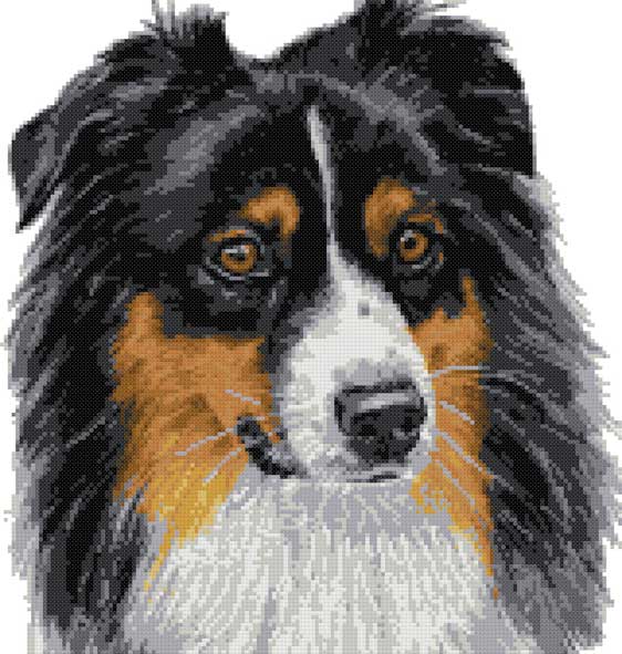 Australian Shepherd portrait cross stitch kit