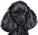 Black poodle (v3) cross stitch kit - 1