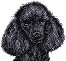 Black poodle (v3) cross stitch kit-1