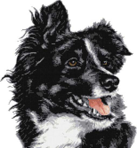 Border collie No9 counted cross stitch kit
