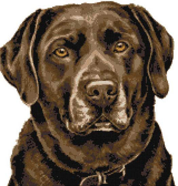 Chocolate labrador (v2) cross stitch kit