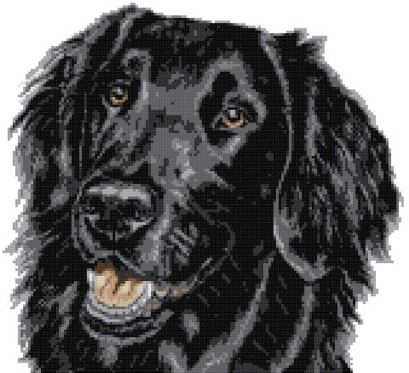 Flat coated black retriever portrait cross stitch kit