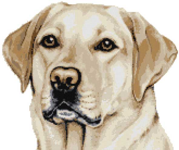 Golden labrador portrait cross stitch kit