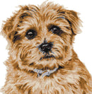 Norfolk Terrier grizzle counted cross stitch kit-1