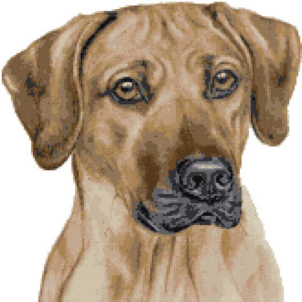 Rhodesian Ridgeback portrait cross stitch kit | Yiotas XStitch
