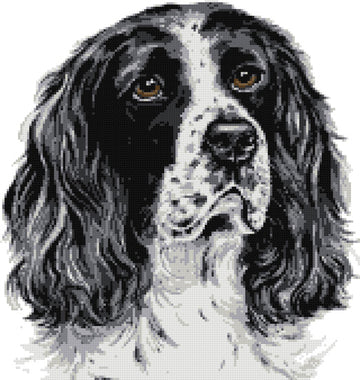 Black and white Springer Spaniel cross stitch kit
