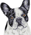 Black and white French bulldog (v2) cross stitch kit - 1