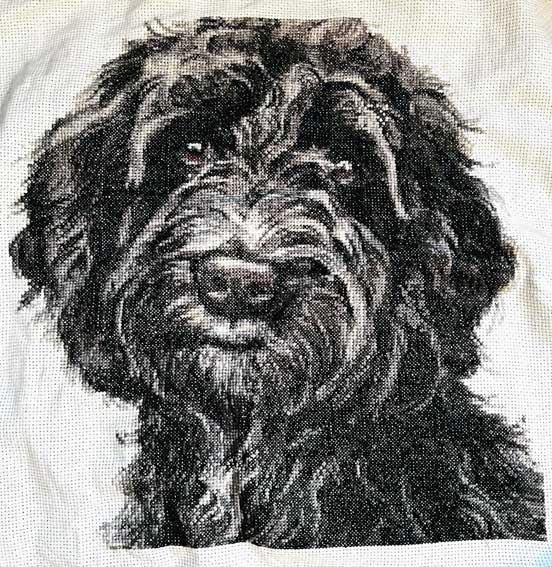 Black Cockapoo (v3) cross stitch kit