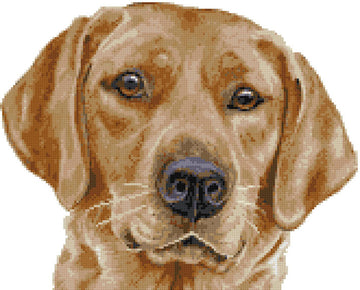 Fox red labrador (v2) cross stitch kit