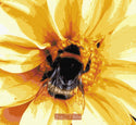 Bee on dahlia modern counted cross stitch kit - 1
