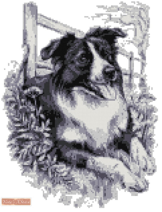 Border collie BW (v2) counted cross stitch kit - 1