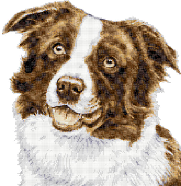 Brown border collie face counted cross stitch kit - 1