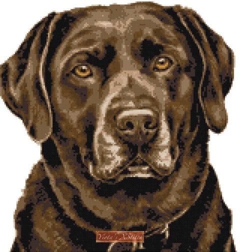 Chocolate labrador cross stitch kit