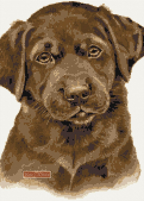 Chocolate labrador puppy counted cross stitch kit