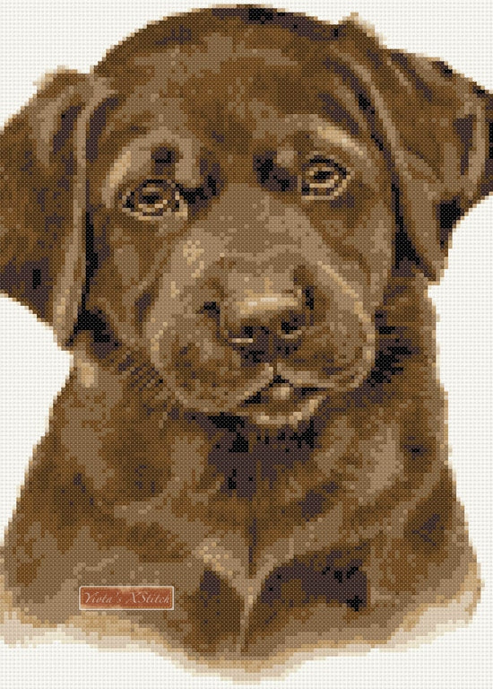 Chocolate labrador puppy counted cross stitch kit - 1