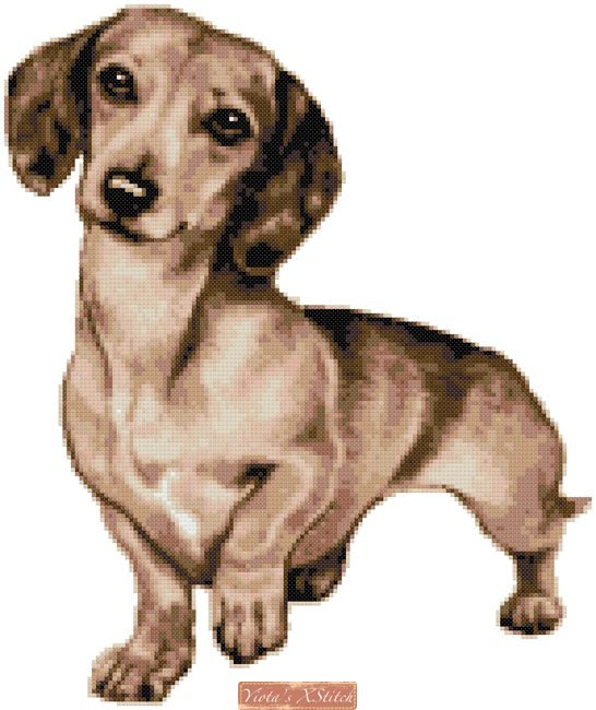Dachshund No2 cross stitch kit - 1