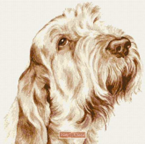Italian Spinone No2 counted cross stitch kit