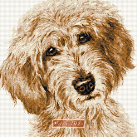 Labradoodle cream caramel counted cross stitch kit