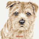 Norfolk Terrier No2 counted cross stitch kit