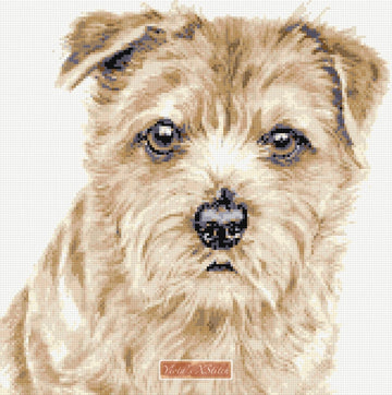 Norfolk Terrier No2 counted cross stitch kit