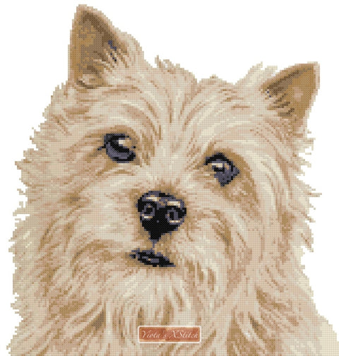 Norwich Terrier counted cross stitch kit