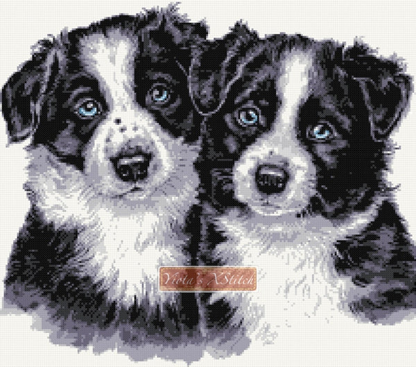 Pair of border collie puppies counted cross stitch kit - 1