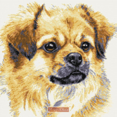 Tibetan Spaniel counted cross stitch kit