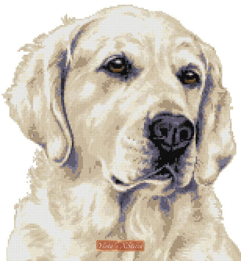 Yellow labrador counted cross stitch kit