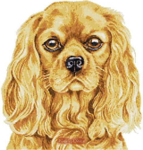 Tri Color Cavalier King Charles Spaniel Night cross stitch pattern