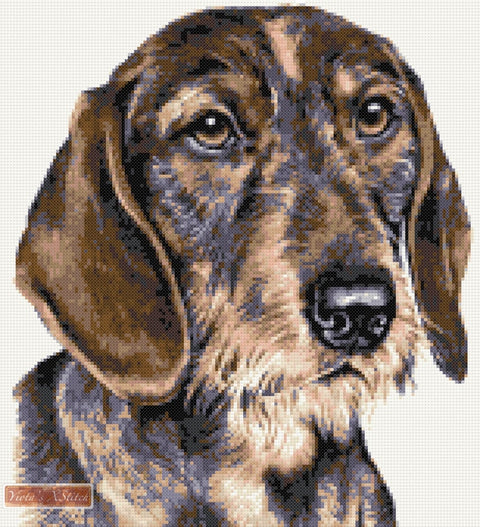 Wire haired dachshund counted cross stitch kit